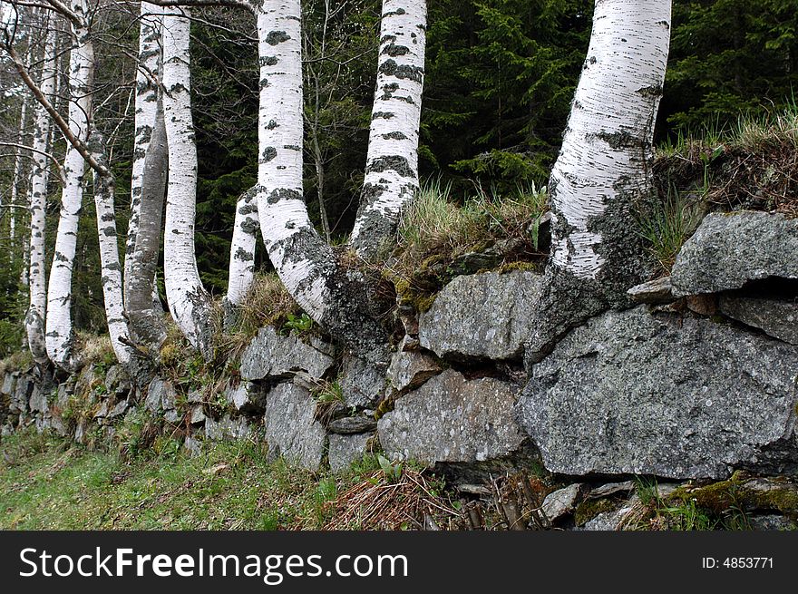 White birches on stone boundary