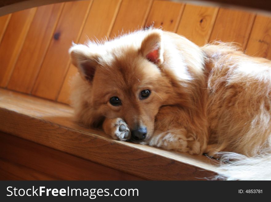 A lovely cute dog posing for the camera