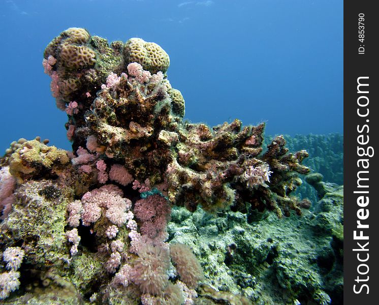 Reef scene with a variety of corals