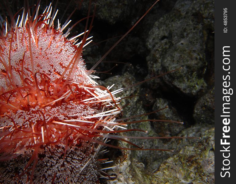 Red Sea fire urchin showing tentacles, at night