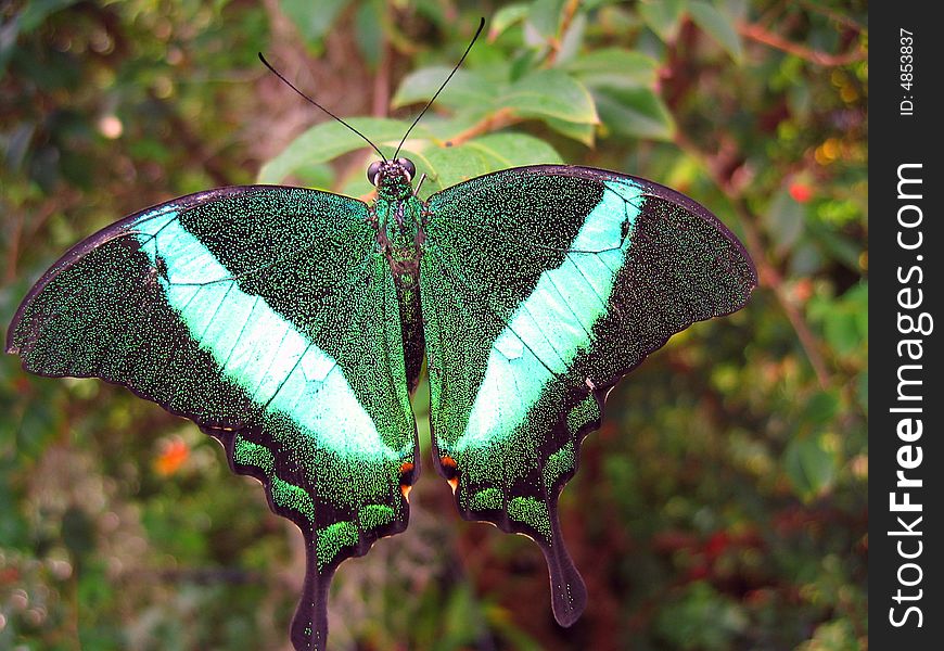 Butterfly resting on a leaf in the morning hours. Butterfly resting on a leaf in the morning hours