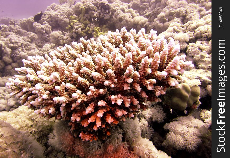 Reef scene with Acropora humilis and fish