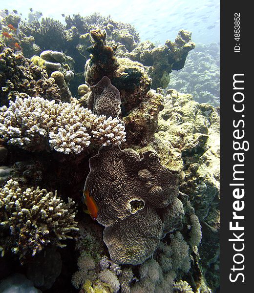 Reef scene with Acropora coral and Castle coral