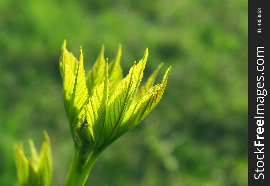 Bright torch from young leaves