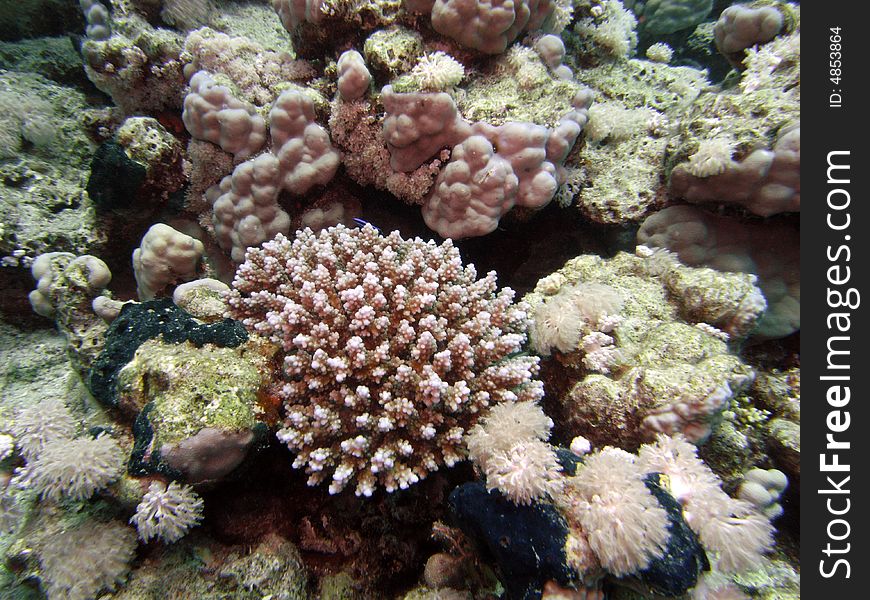 Reef scene with Acropora humilis