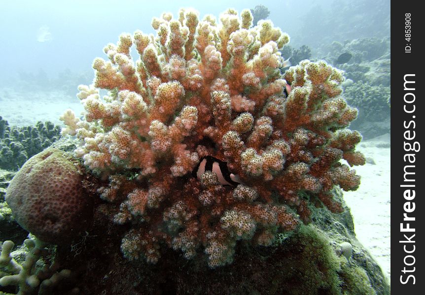 Reef scene with Acropora lamarcki