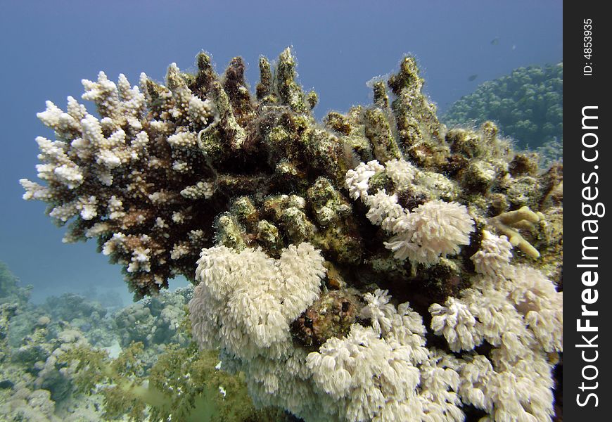 Reef scene with Acropora lamarcki. Reef scene with Acropora lamarcki