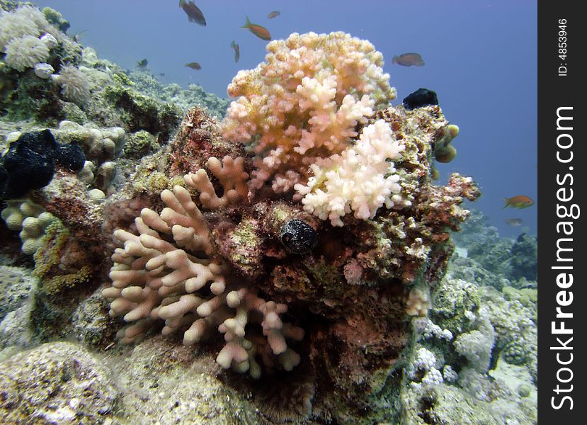 Reef Scene With Coral And Fish