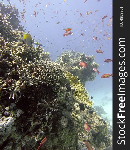 Reef scene with antheas and Acropora. Reef scene with antheas and Acropora