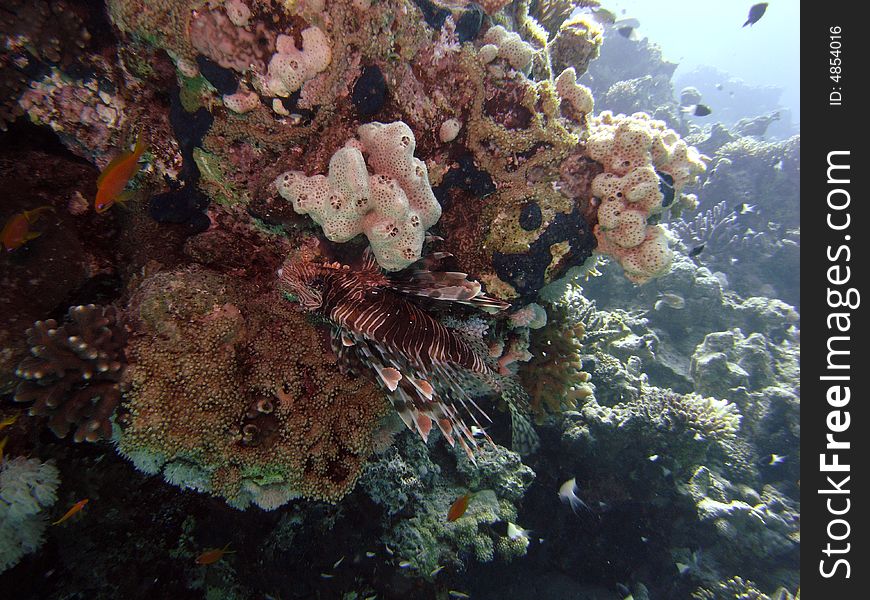 Reef scene with coral and fish