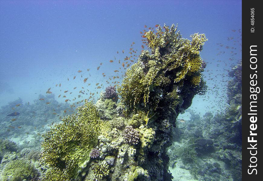 Reef scene with fire coral and antheases. Reef scene with fire coral and antheases