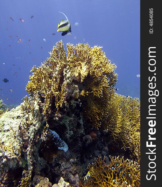Reef scene with fire coral and bannerfish