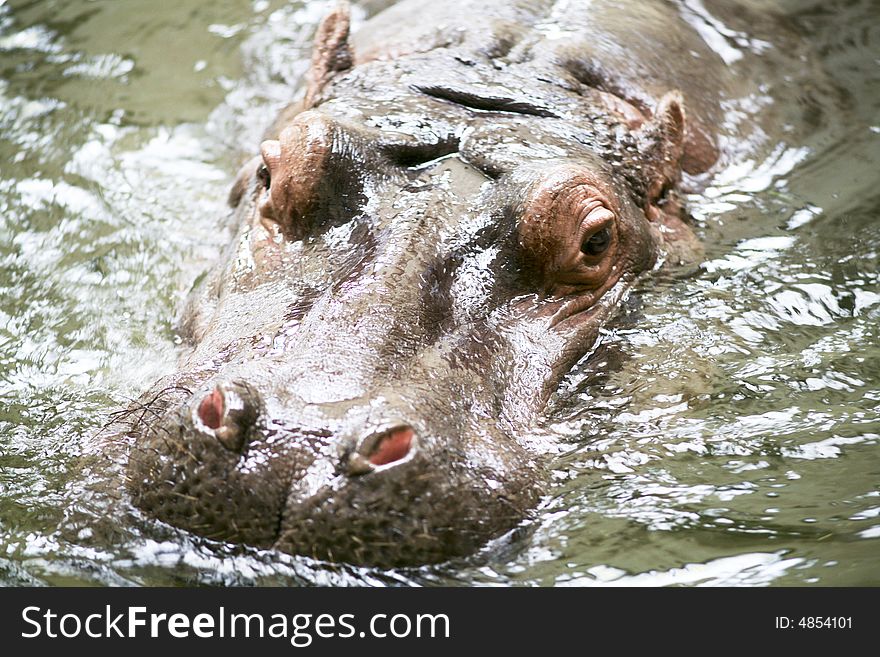 The hippopotamus bathes in fresh water