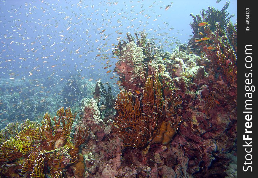 Reef Scene With Glassfish And Coral