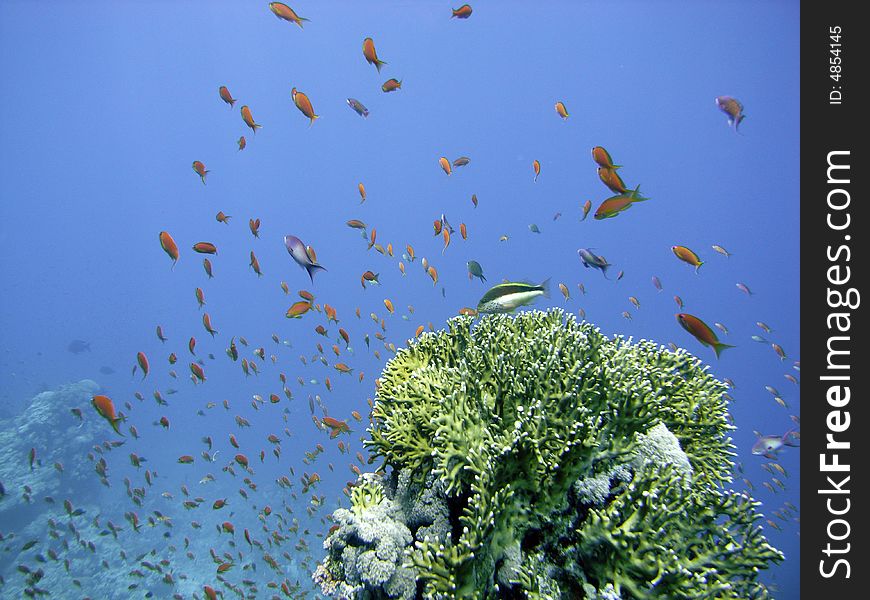 Reef scene with hawkfish and antheases. Reef scene with hawkfish and antheases