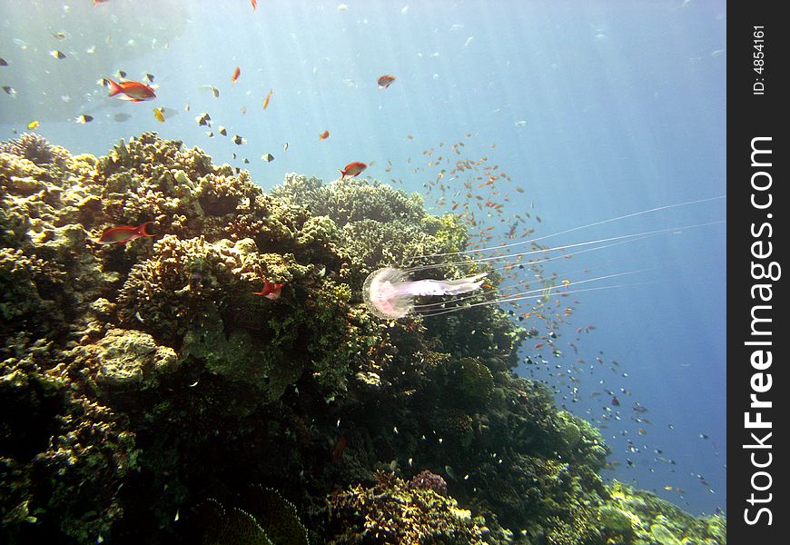 Reef scene with jellyfish, fish and coral