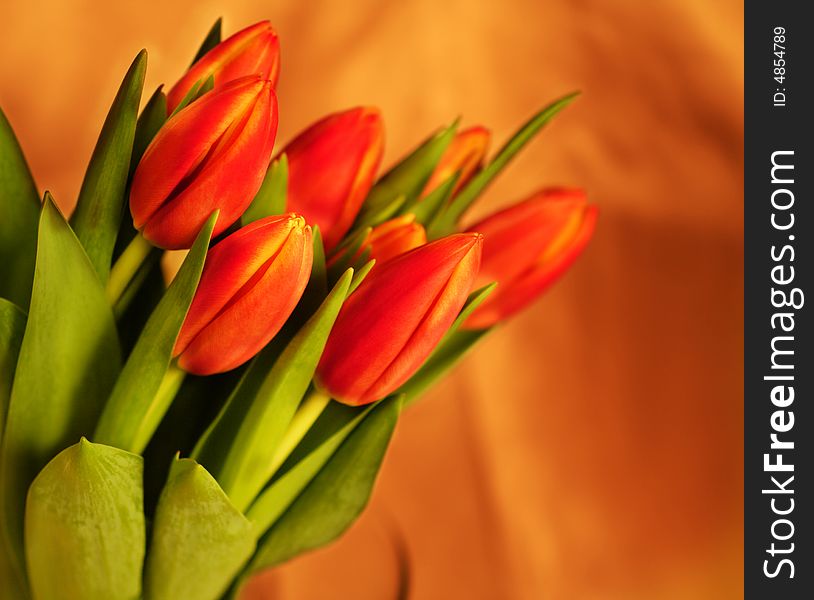 Red tulips on glowing background