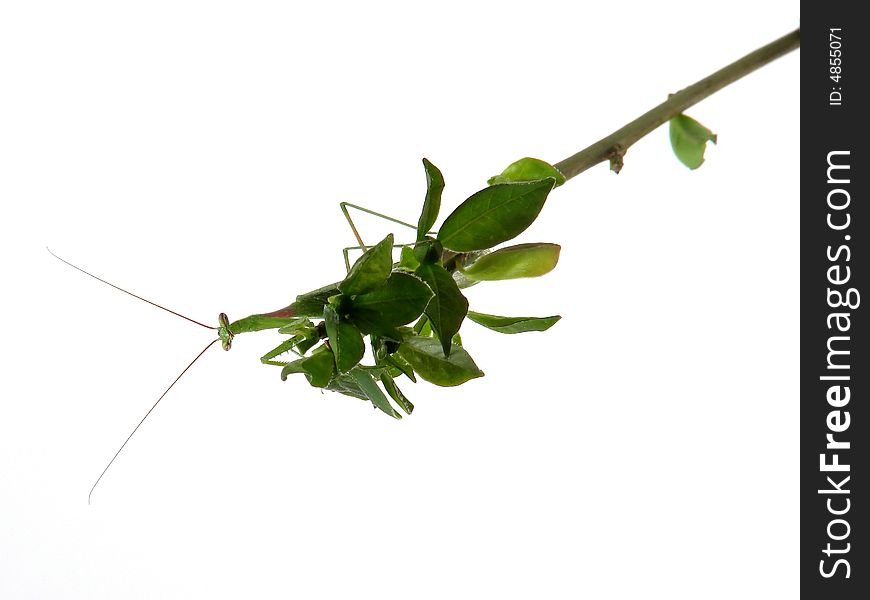 Praying mantis poised to strike on a branch. Praying mantis poised to strike on a branch