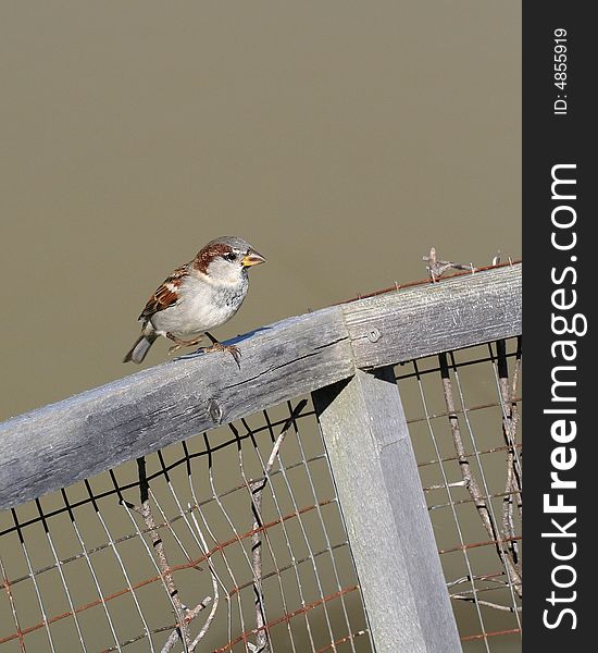 Sparrow perched on old wooden fence
