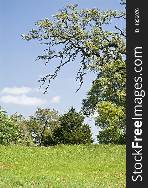 A large live oak tree reaching out above a field sparsely covered with red wildflowers. A large live oak tree reaching out above a field sparsely covered with red wildflowers.