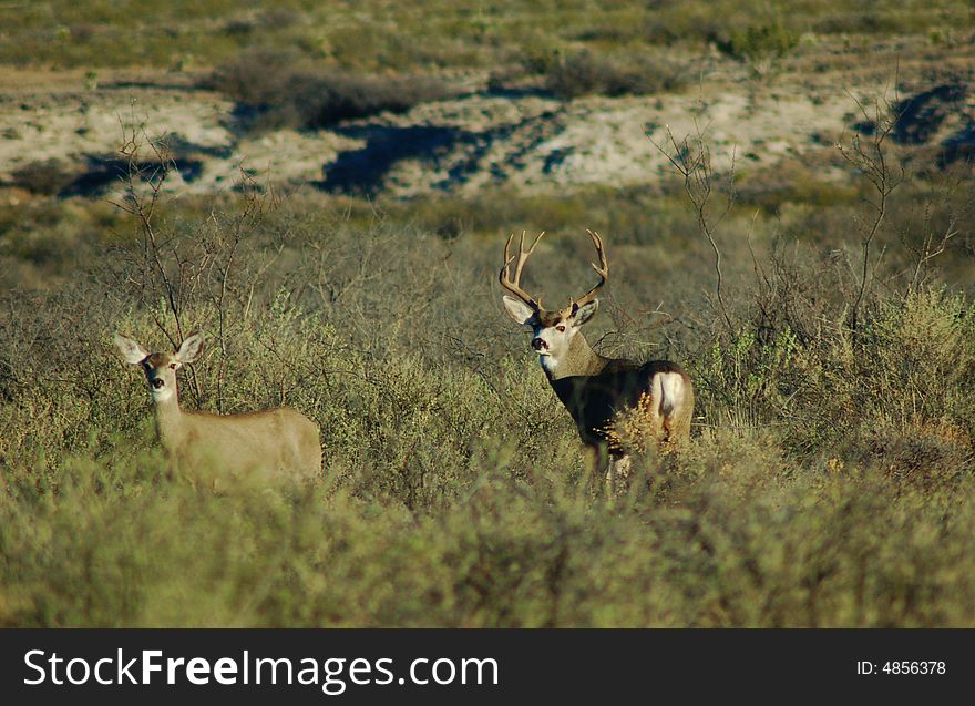 Mule Deer