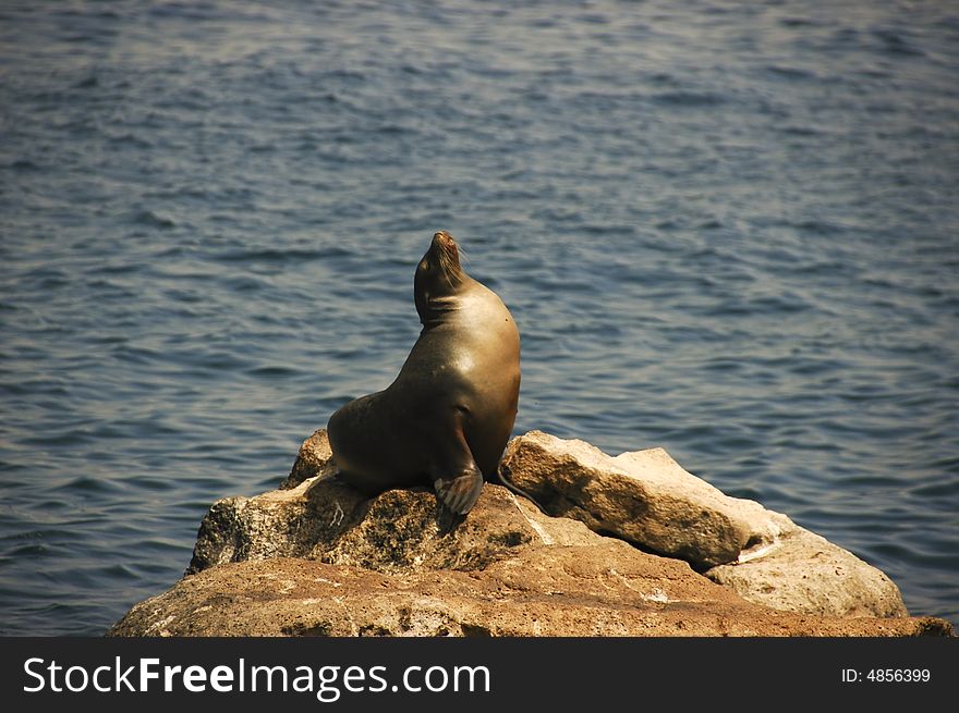 Seal sunbathing on a rock at Galapagos Island