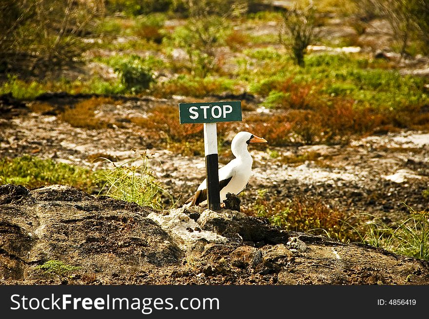 A bird in the Galapagos island walked by a stop sign. A bird in the Galapagos island walked by a stop sign