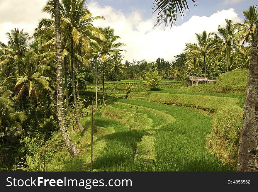 Rice Terrace of Bali Indonesia