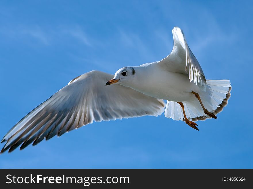 Close-up of seagull, flying over blue sky