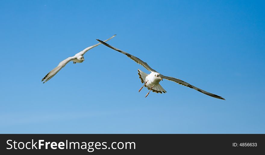 Close-up of seagulls, flying over blue sky