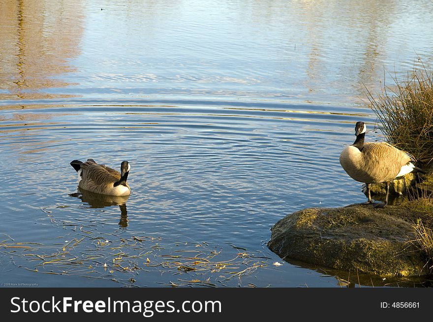 Two ducks in a pond, with golden sunshine on their feathers