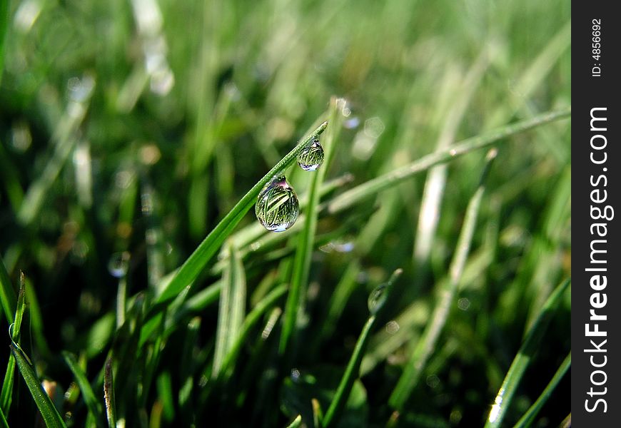 Close up of grass stalk with morning dew. Close up of grass stalk with morning dew