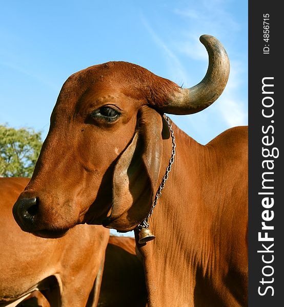 A Indian Golden Cow