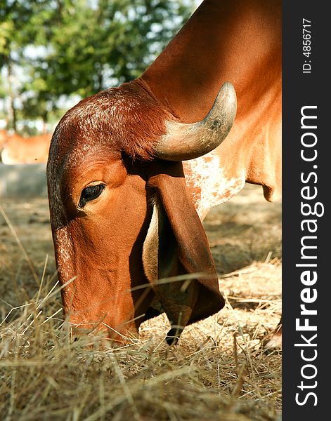 The face and upper body of a Indian golden cow