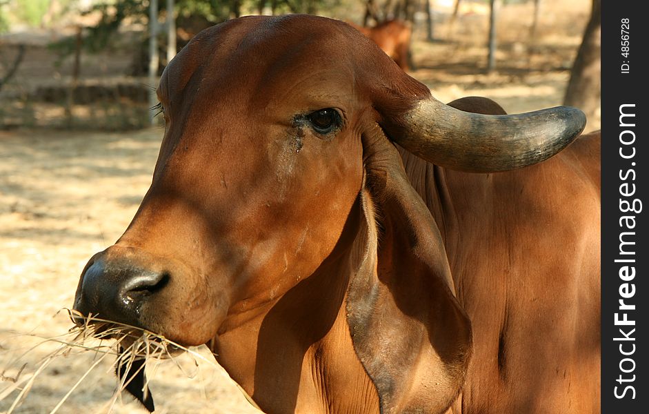 The face and upper body of a Indian golden cow