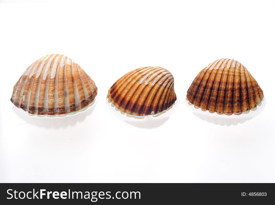 Sea shells on a white background