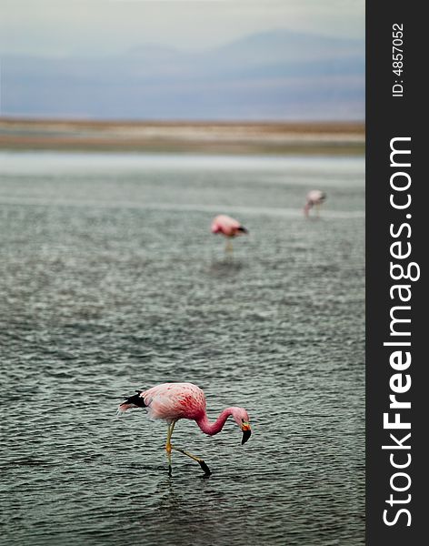 A group of flamingos searching fish in shallow water at the Atacama Desert, Chile. A group of flamingos searching fish in shallow water at the Atacama Desert, Chile.