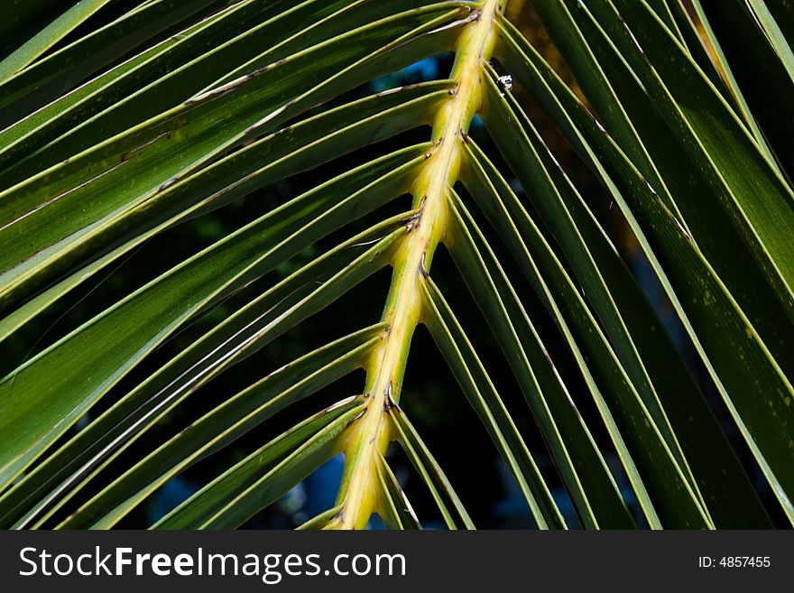 Green palm tree leaf detail