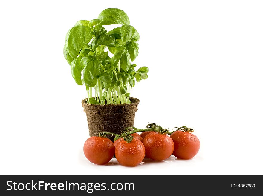 A fresh basil plant and some nice red tomatos isolated on white background. A fresh basil plant and some nice red tomatos isolated on white background