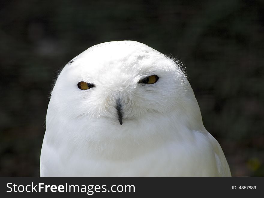 Snowy white owl looking at camera against dark background