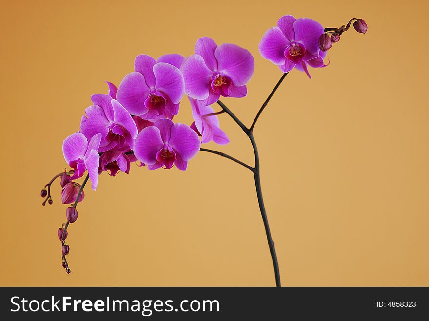 Pink orchid against beige background