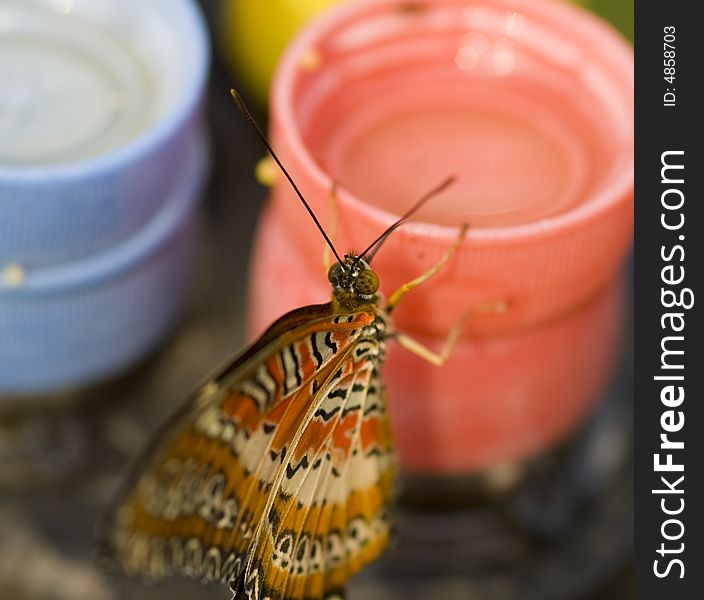 Red and beige butterfly drinks out of a pink cup. Red and beige butterfly drinks out of a pink cup