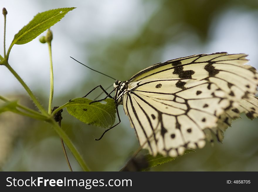 Yellow butterfly istoops on a leaf. Yellow butterfly istoops on a leaf