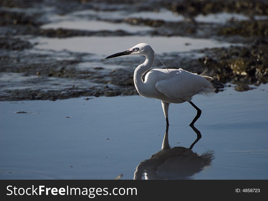 An Egret is ready to catch fish during beginning of hightide.