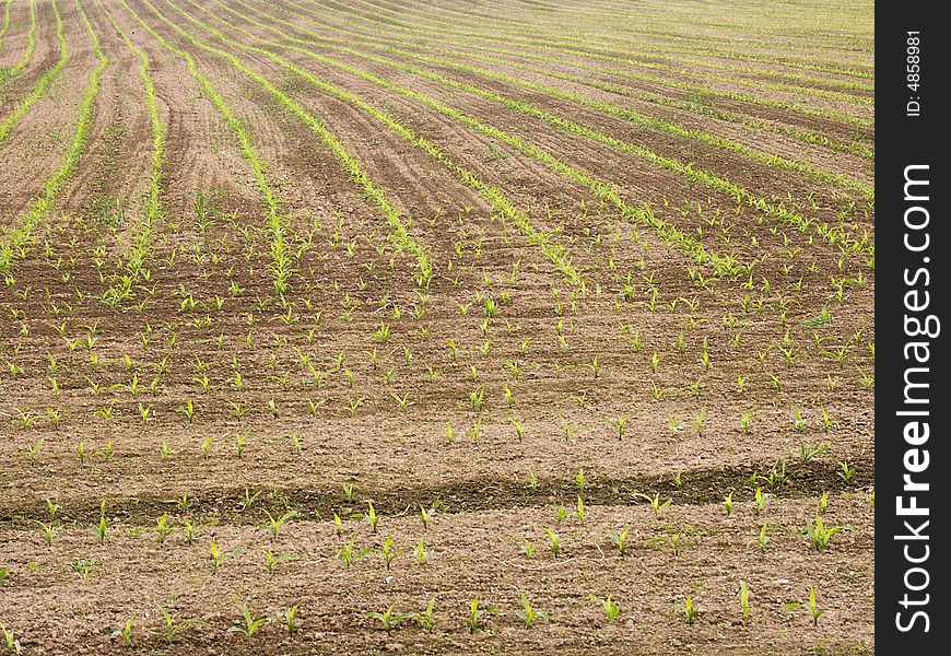 Photo of some polish green cornfield. Photo of some polish green cornfield