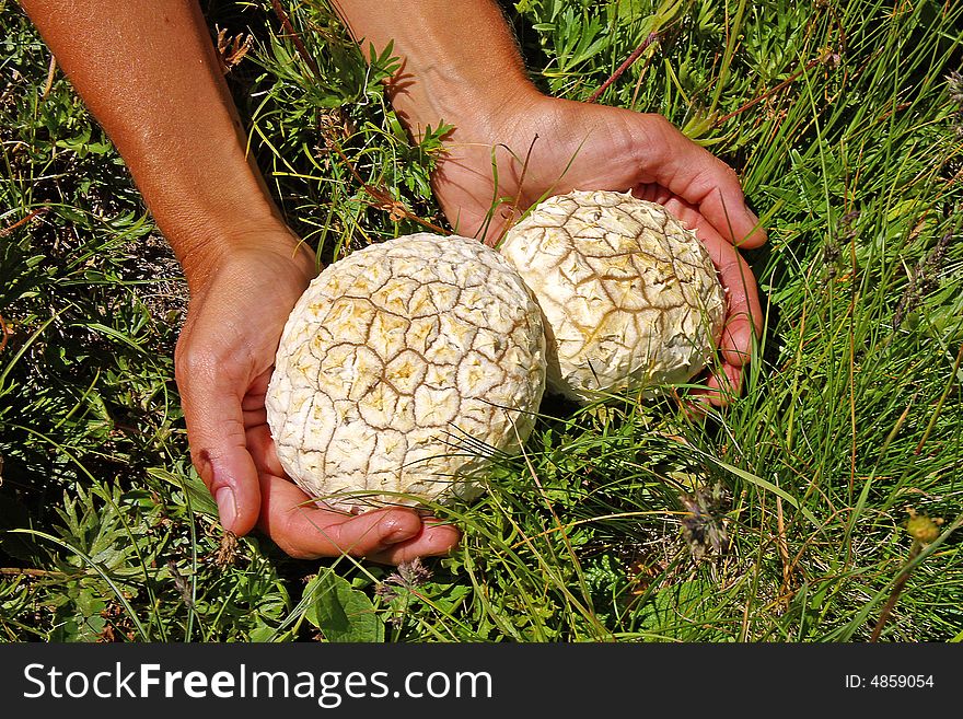 Two Greater mushrooms in hands on a green grass.
Two mushrooms in hands. Two Greater mushrooms in hands on a green grass.
Two mushrooms in hands.