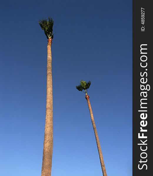 Palm tree from Cannes festival palace. Palm tree from Cannes festival palace