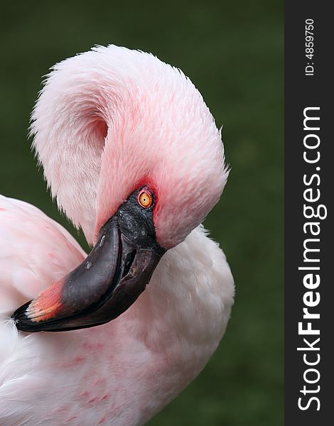 Beautiful bird - white and pink flamingo