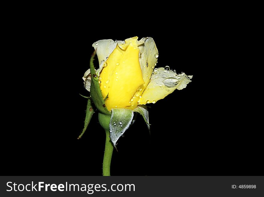 Yellow rose in the night