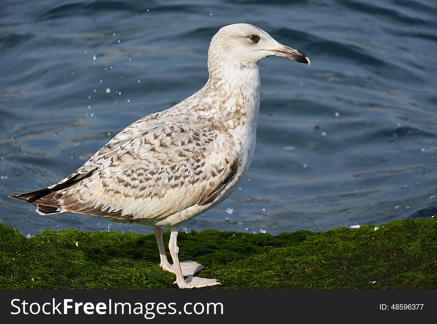 Seagulls on a mossy rock